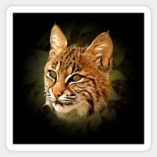 Bobcat Sticker